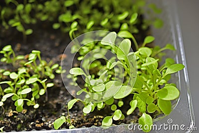 Green shoots flower seedlings in spring in pots Stock Photo