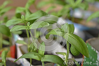 Green shoots flower seedlings in spring in pots Stock Photo