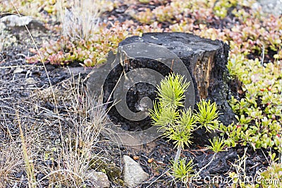 Green shoots rising from the ashes Stock Photo