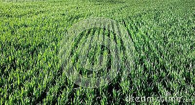 Green shoots of wheat, vegetation, field in spring, rows Stock Photo