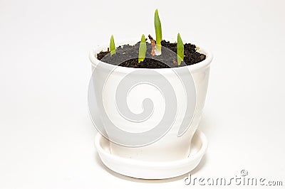 Green shoots in a white ceramic pot Stock Photo