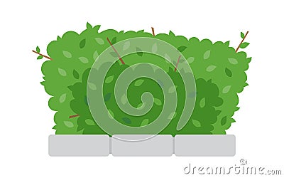 Green shrub fence on white background Vector Illustration