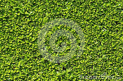 Green shrub hedge, fresh green leaves for natural vegetation background Stock Photo