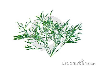 Green shrub vector Vector Illustration