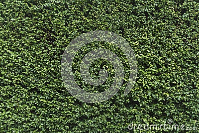 Green shrubbery wall. Stock Photo