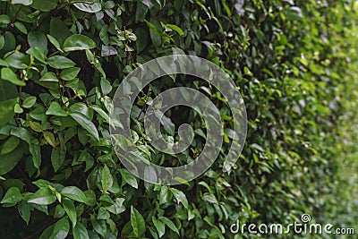 Green shrubbery wall. Stock Photo