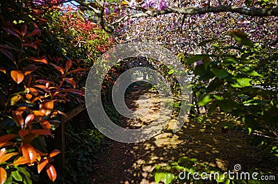 Green sidewalk with grass trees flowers Stock Photo