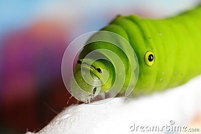 Green silkworm Stock Photo