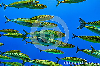 green silverfishes in a swarm in the sea Stock Photo