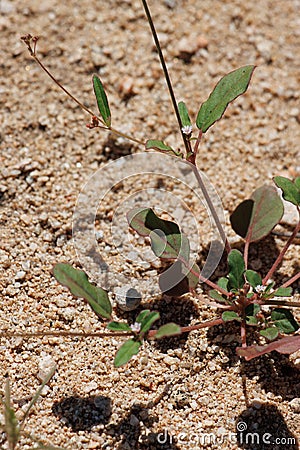 Boerhavia Triquetra Leaf - Little San Bernardino Mtns - 082022 Stock Photo