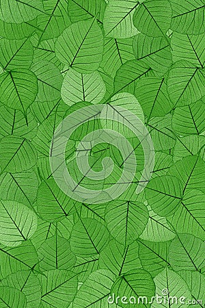 Green skeletal leaves Stock Photo