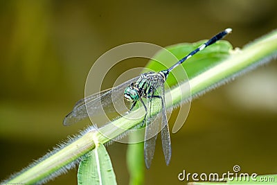 Green Skimmer Stock Photo