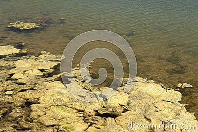 Green slime Stock Photo