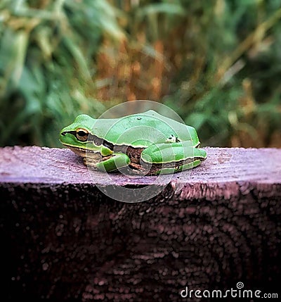 green frog Stock Photo