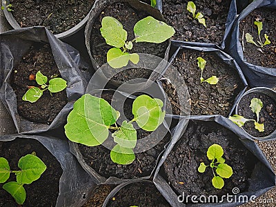 Green Small Nursery Plants in Black Plastic Bags Stock Photo