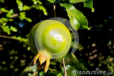 Green small pomegranate on tree in the garden Stock Photo