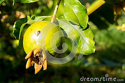 Green small pomegranate on tree Stock Photo