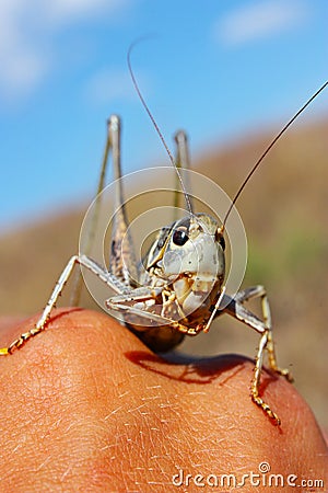 Green smiling grasshopper Stock Photo