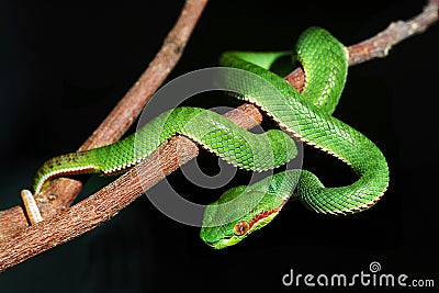 GREEN SNAKE Stock Photo