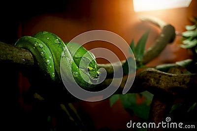 Green snake on branch tree, green tree python (Morelia viridis) is a beautiful rare breeds wildlife Stock Photo