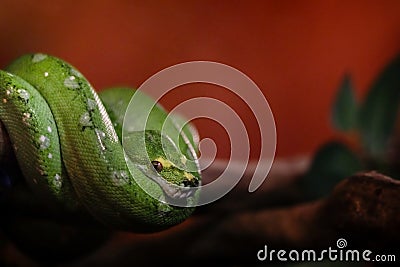 Green snake on branch tree, green tree python (Morelia viridis) is a beautiful rare breeds wildlife Stock Photo