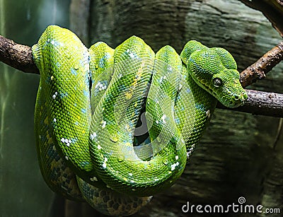 Green snake Stock Photo