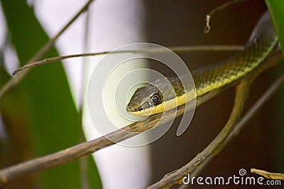 Green snake head Stock Photo