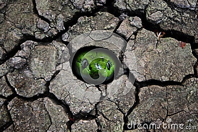Green snake head in the hole Stock Photo