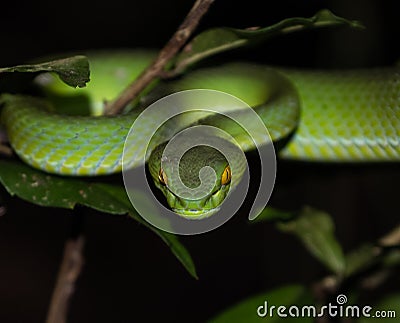 Green snake Large eyed pitviper Stock Photo