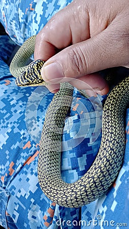 Green snake In Malaysia& x28;Opheodrys& x29; Stock Photo