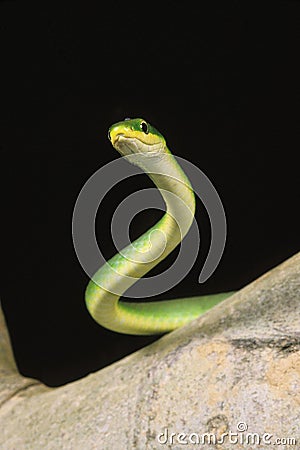 Green Snake, opheodrys major against Black Background Stock Photo