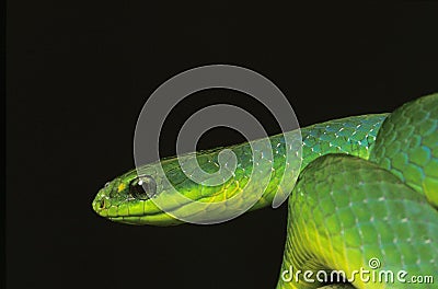 Green Snake, opheodrys major against Black Background Stock Photo