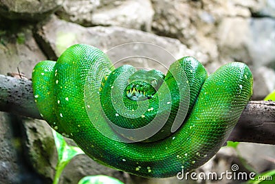 Green snake in a tree branch Stock Photo