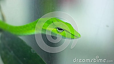 Green snake on the tree Stock Photo