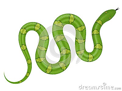 Green snake vector illustration Vector Illustration