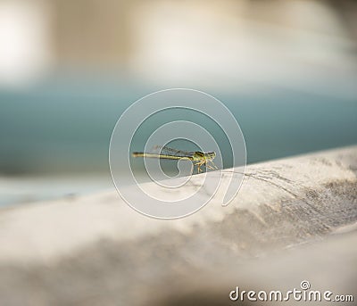 Green Snaketail dragonfly. Stock Photo