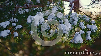 Green snowbound spruce branch swaying on wind close up. Sunny winter scenery. Stock Photo