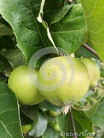 Green sour small apples on the tree in summer day Stock Photo