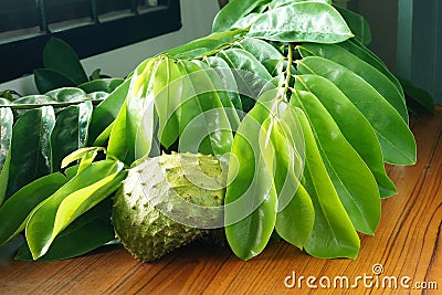 Branch of Green Soursop leaves and fresh fruit Stock Photo