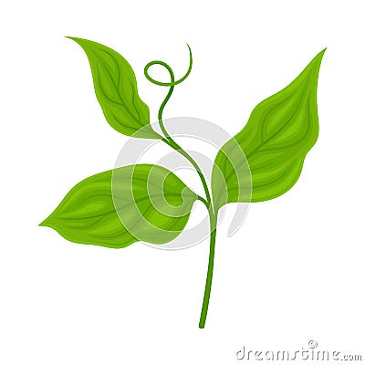 Green Soya Plant Isolated on White Background Agricultural Crop Item Vector Illustration