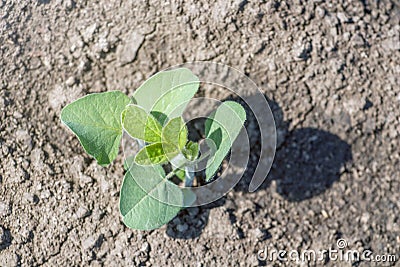 Green soybean plant on the field in spring. Young Soy plant. Stock Photo