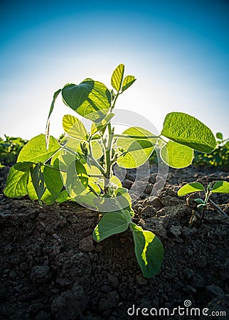 Green soybean plants close-up shot, mixed organic and gmo. Stock Photo