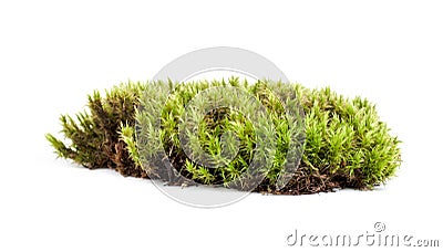 green sphagnum moss isolated on white background Stock Photo