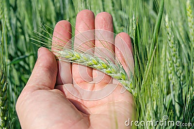 Green spica in hand Stock Photo