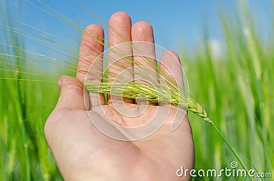 Green spica in hand over field Stock Photo