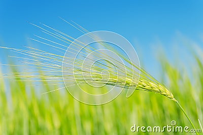 Green spica over field Stock Photo