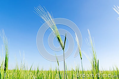 Green spica of rye Stock Photo