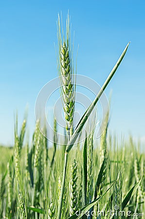 Green spica of wheat Stock Photo