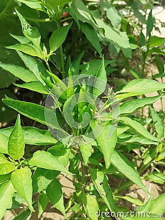 Green spicy chily plant pic Stock Photo