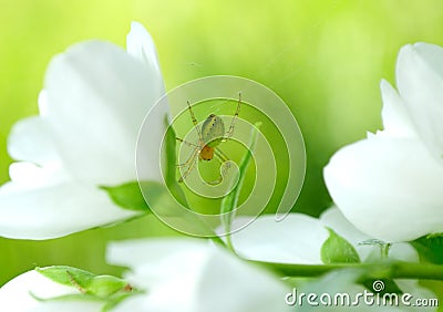 Green Spider on Jasmine Flowers Stock Photo